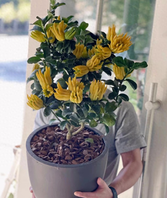 Cây cảnh xấu xí, kỳ dị người giàu thích trồng để mang lại may mắn, tài lộc, bảo vệ gia đình-2