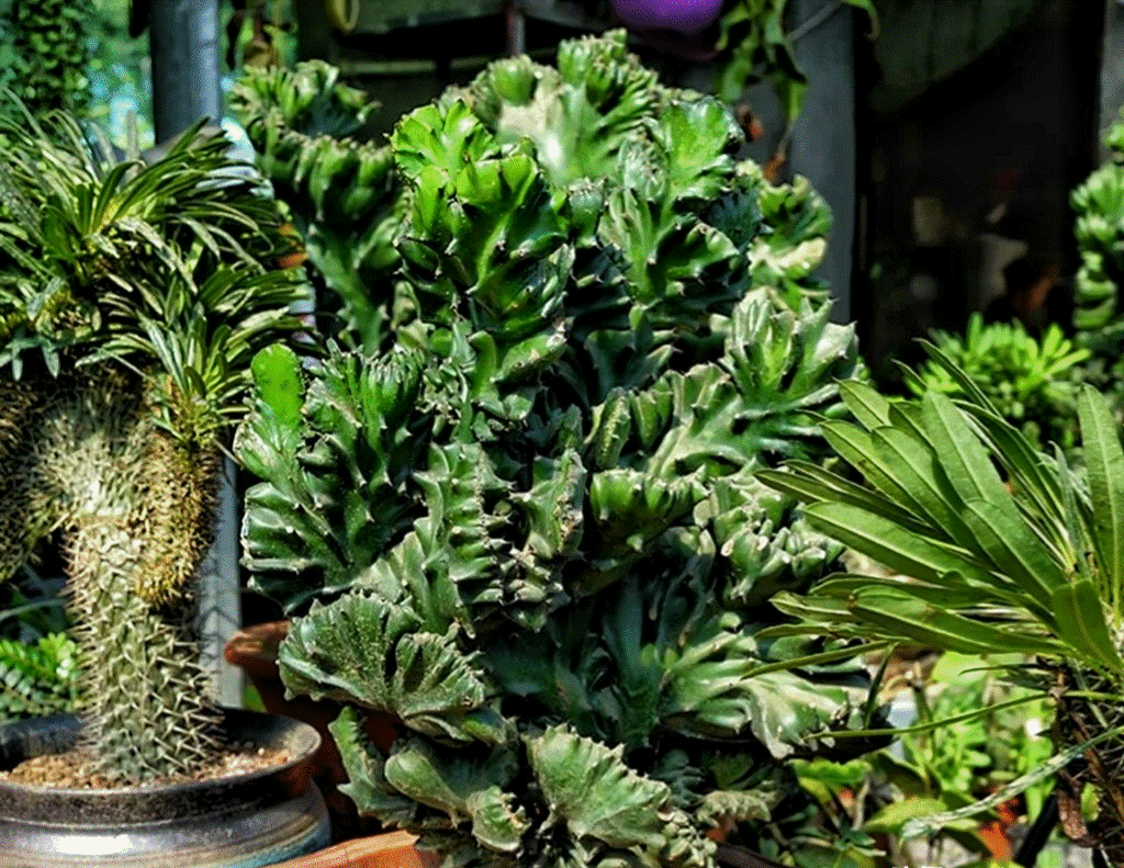 Cây cảnh xấu xí, kỳ dị người giàu thích trồng để mang lại may mắn, tài lộc, bảo vệ gia đình-3