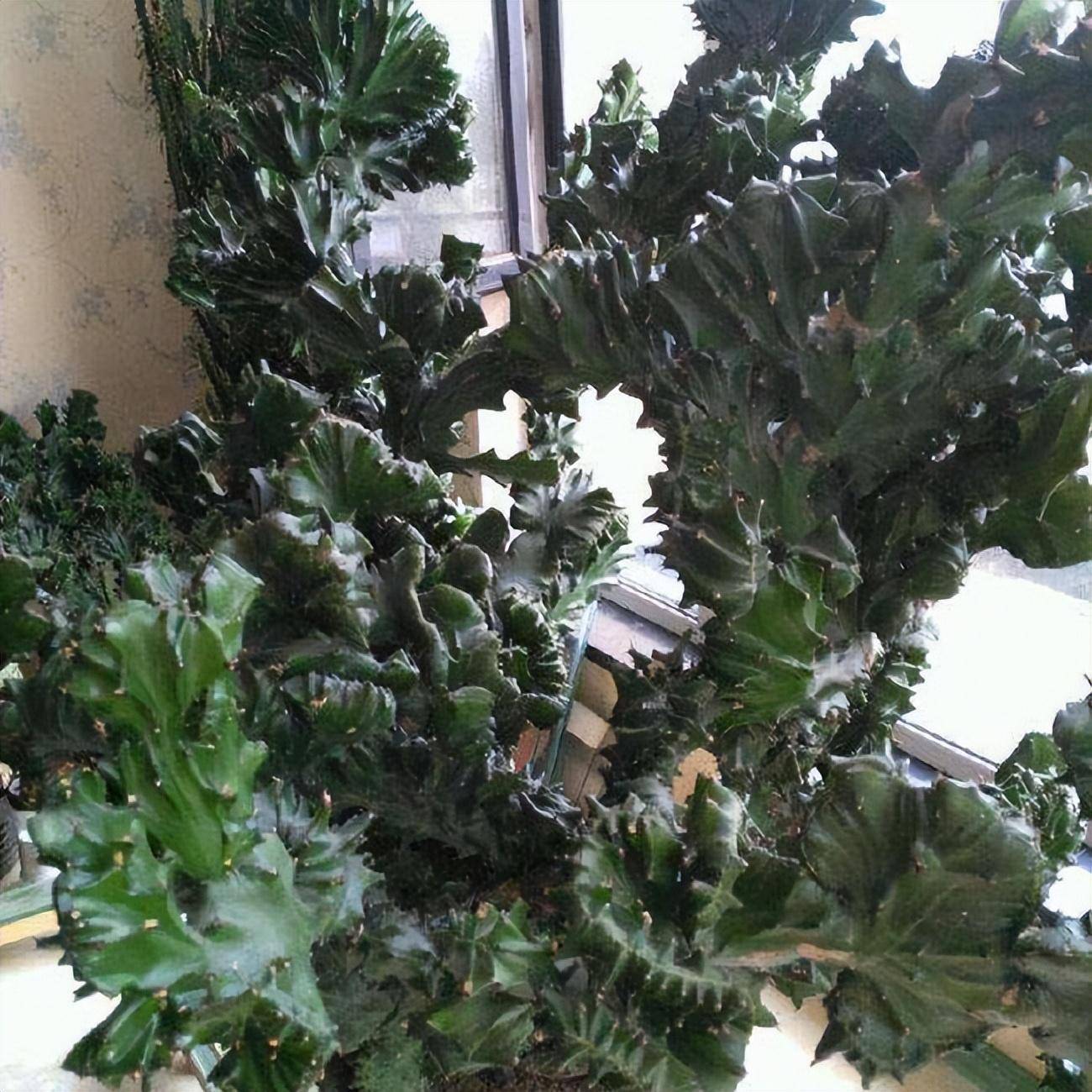 Cây cảnh xấu xí, kỳ dị người giàu thích trồng để mang lại may mắn, tài lộc, bảo vệ gia đình-4