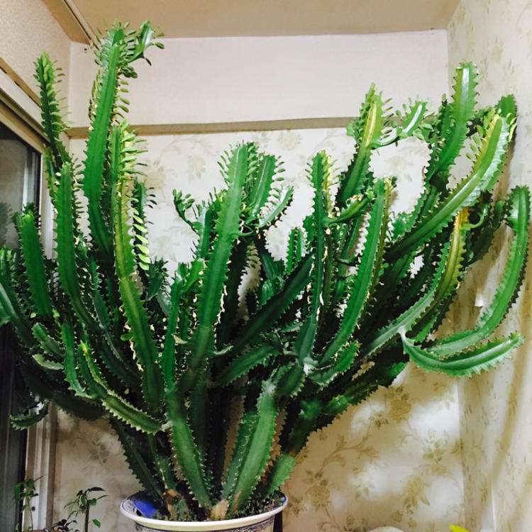 Cây cảnh xấu xí, kỳ dị người giàu thích trồng để mang lại may mắn, tài lộc, bảo vệ gia đình-8