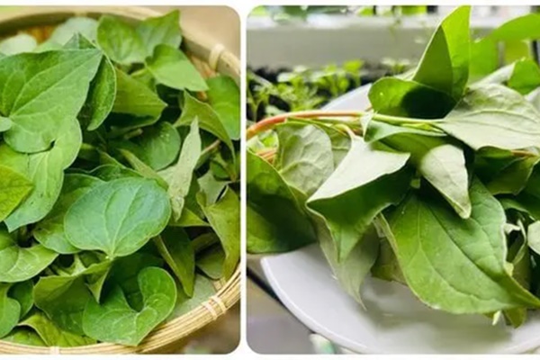 Loại rau bổ phổi, mọc dại nhiều nơi ở Việt Nam-1