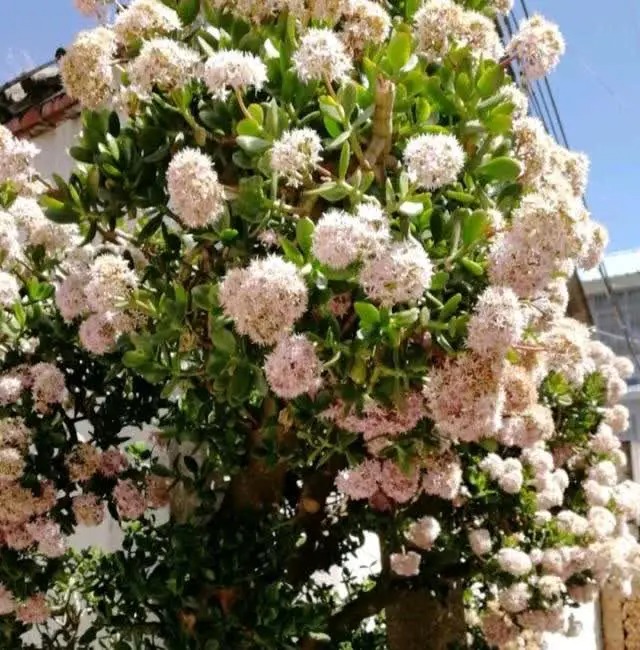 Cây cảnh xấu xí, kỳ dị người giàu thích trồng để mang lại may mắn, tài lộc, bảo vệ gia đình-12