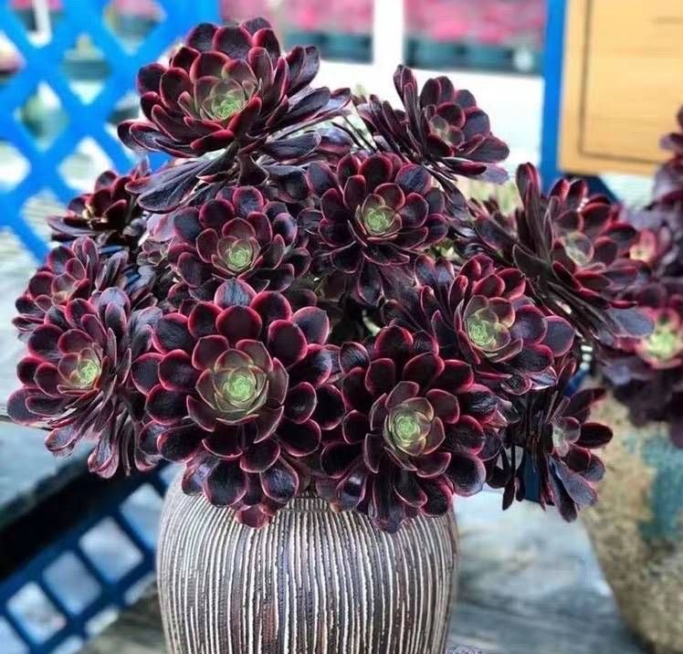 Cây cảnh xấu xí, kỳ dị người giàu thích trồng để mang lại may mắn, tài lộc, bảo vệ gia đình-15