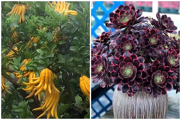 5 loại cây cảnh thần dược vừa đẹp lại chữa được bệnh vặt nên trồng tại nhà-2