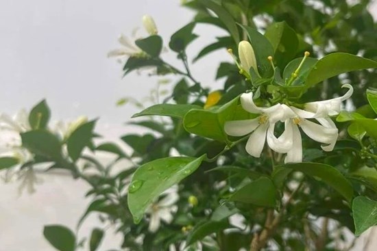 Có nên trồng cây nguyệt quế trước nhà?