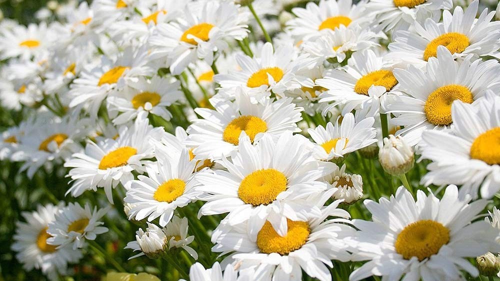 Cuối tháng 10, 3 con giáp làm ăn xuôi chèo mát mái, vượng đường thăng tiến, tiền tài dôi dư-3