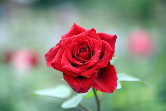 Tử vi ngày 25/10/2023: Tuổi Tý may mắn sự nghiệp, tuổi Thìn bớt phần vất vả