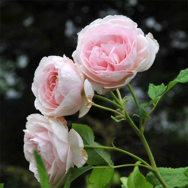 Tử vi ngày 25/10/2023: Tuổi Tý may mắn sự nghiệp, tuổi Thìn bớt phần vất vả-3