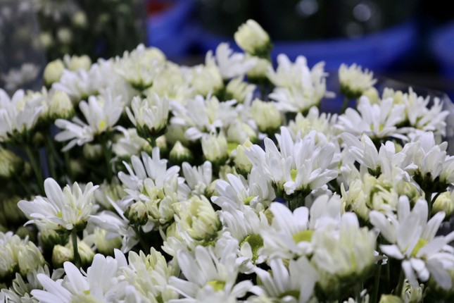 Cúc hoạ mi dập dìu xuống phố sớm, giá cao vẫn cháy hàng-3