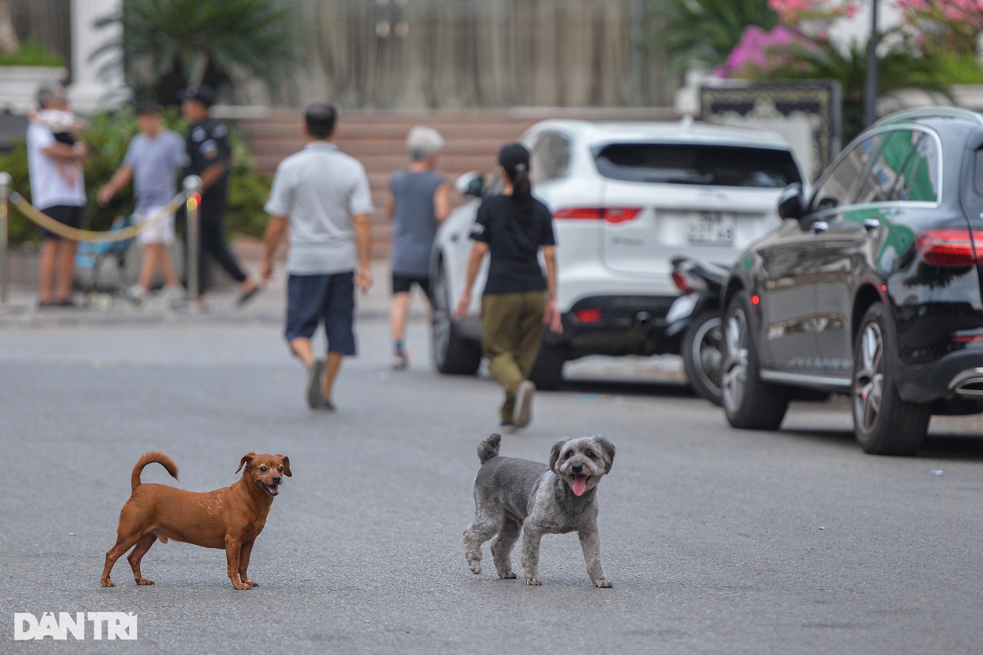 Chó thả rông, không rọ mõm tung tăng khắp các công viên ở Hà Nội-3