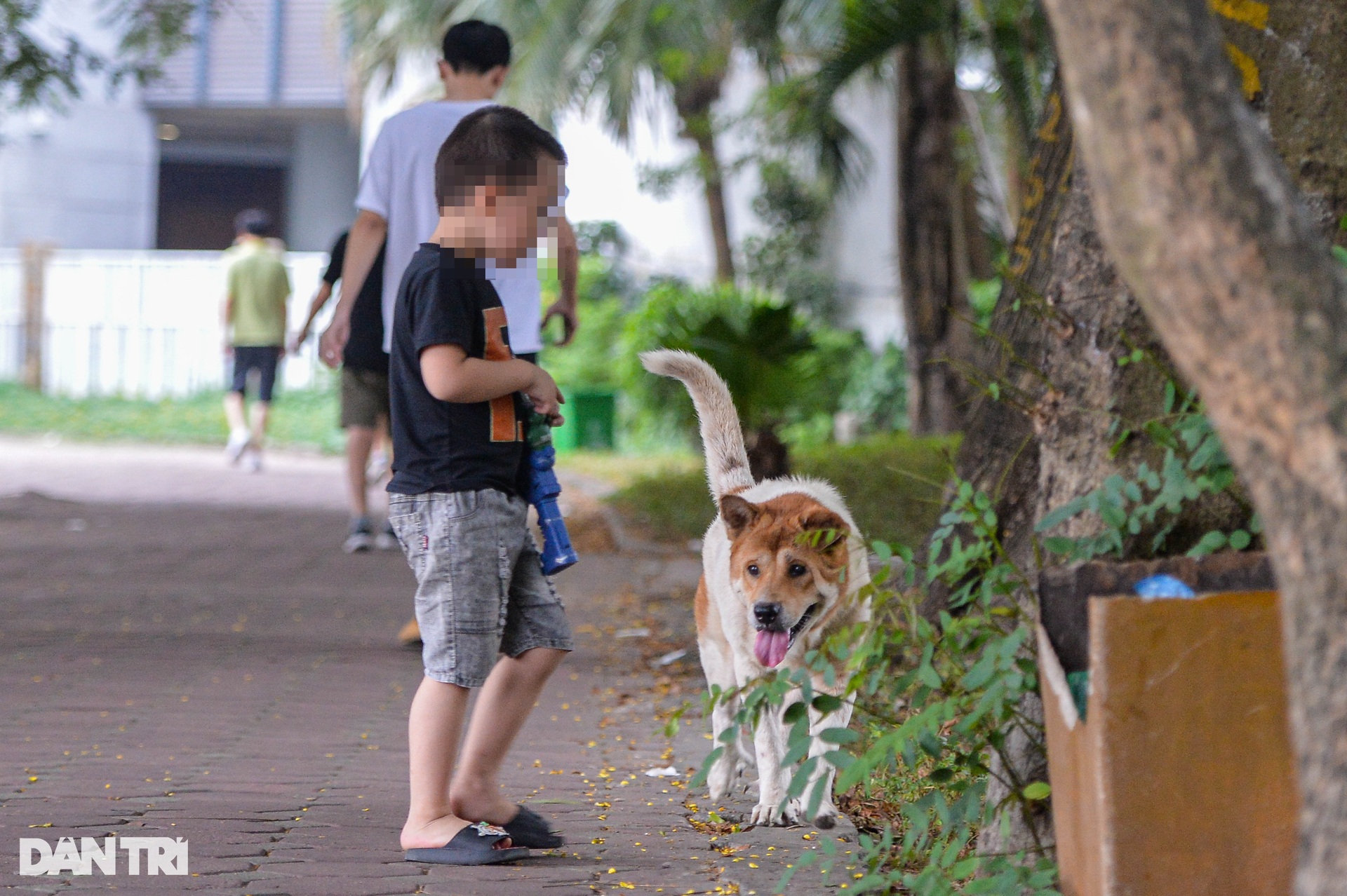 Chó thả rông, không rọ mõm tung tăng khắp các công viên ở Hà Nội-10