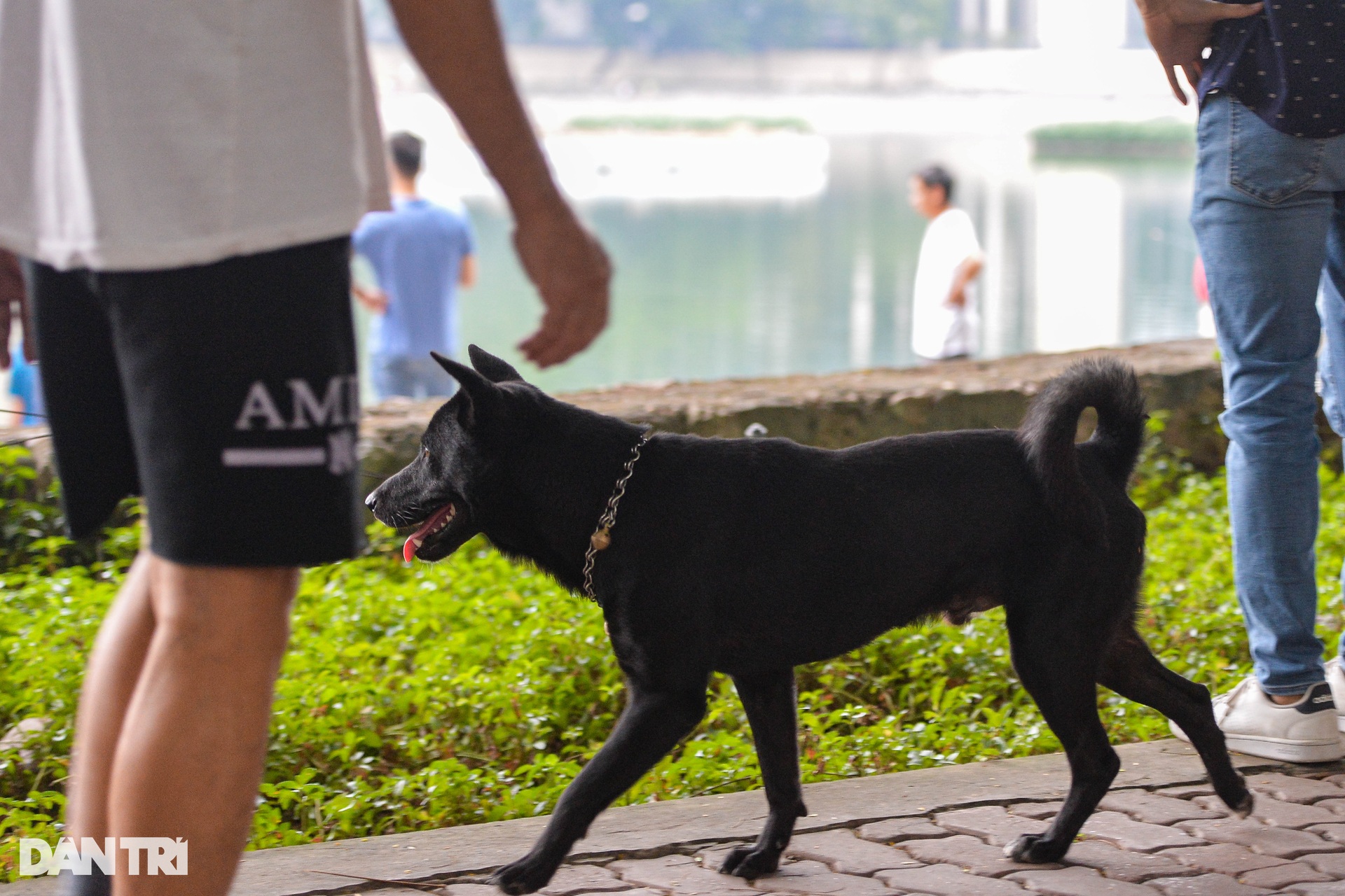 Chó thả rông, không rọ mõm tung tăng khắp các công viên ở Hà Nội-11