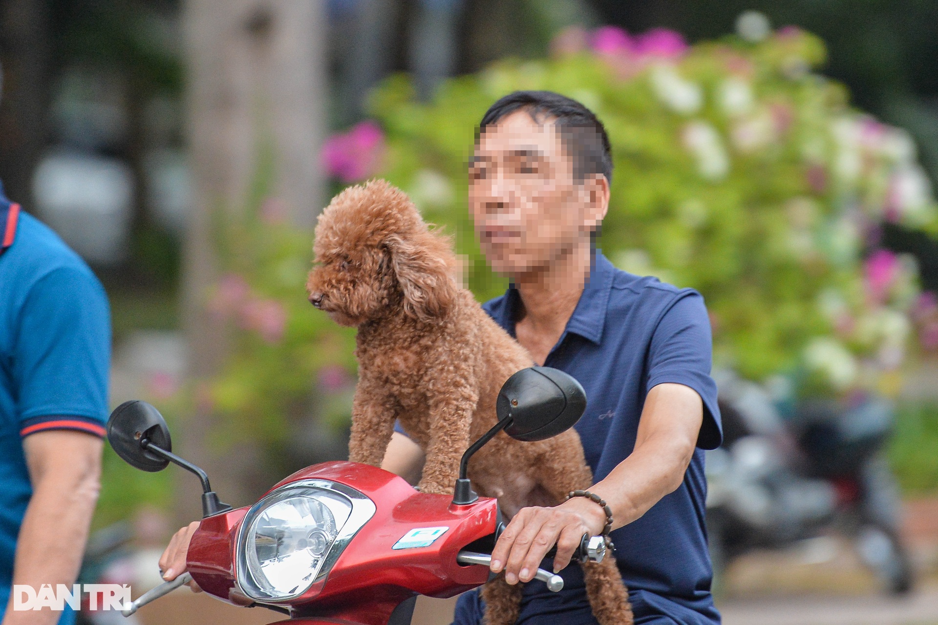 Chó thả rông, không rọ mõm tung tăng khắp các công viên ở Hà Nội-5