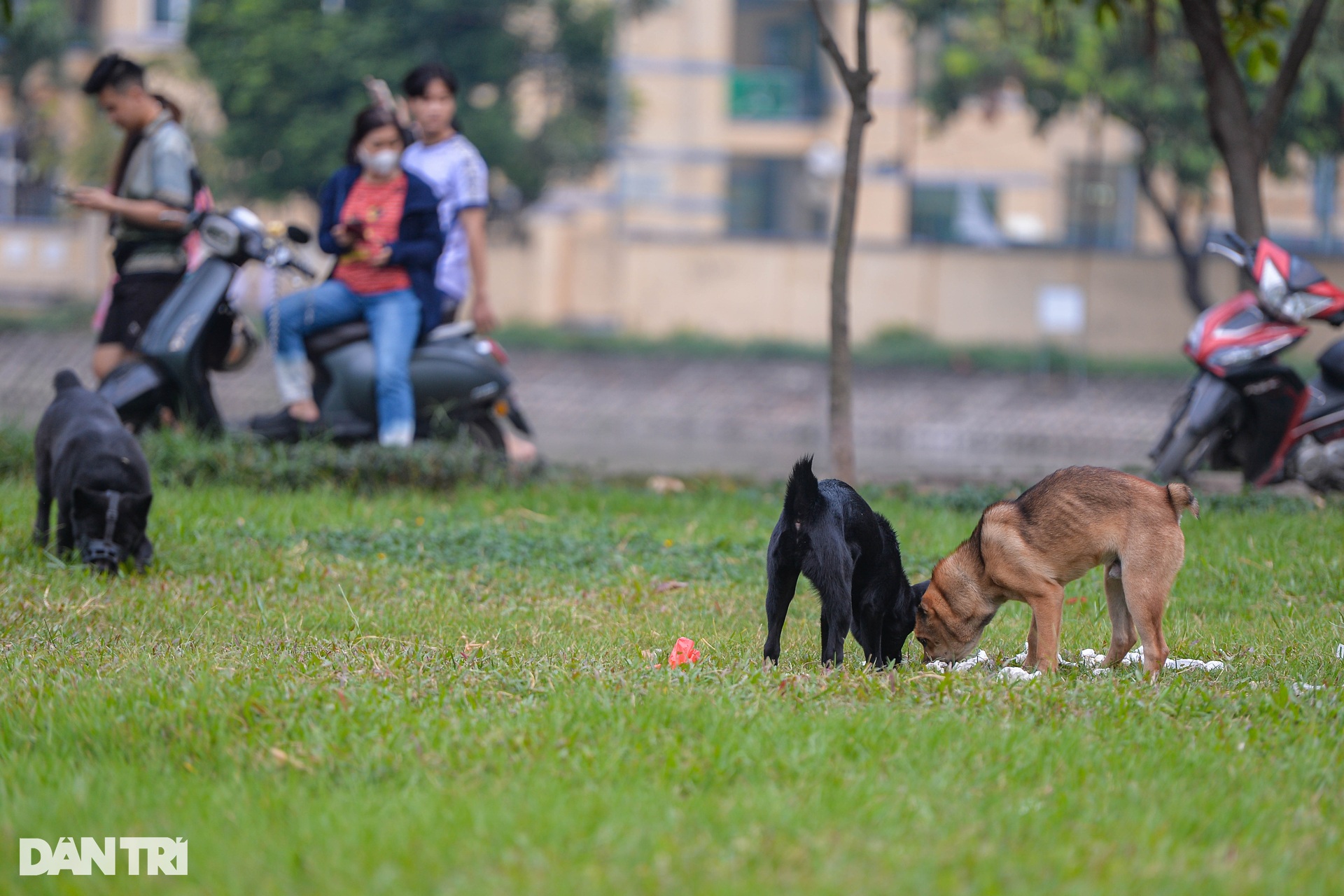 Chó thả rông, không rọ mõm tung tăng khắp các công viên ở Hà Nội-6