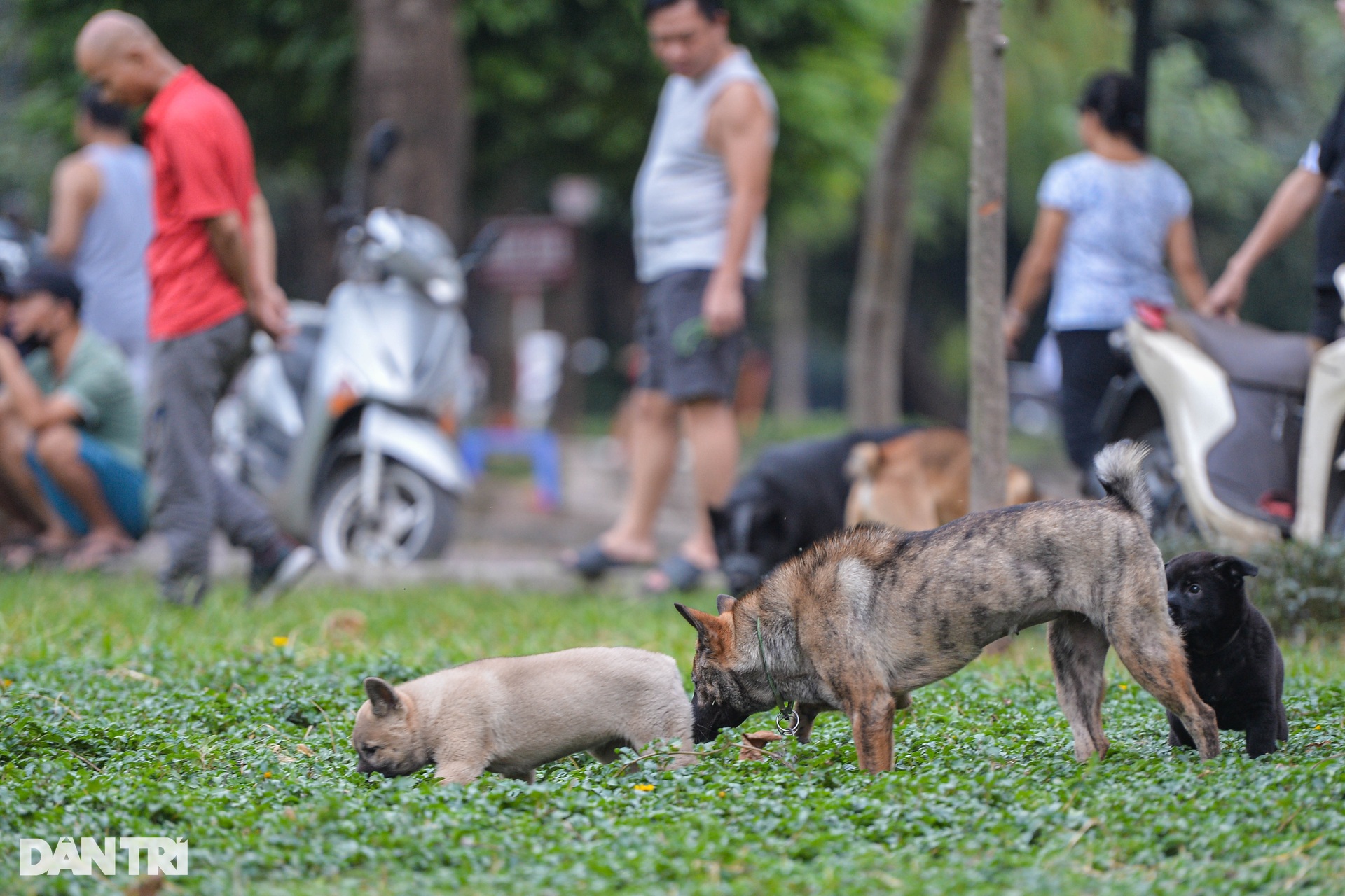 Chó thả rông, không rọ mõm tung tăng khắp các công viên ở Hà Nội-7