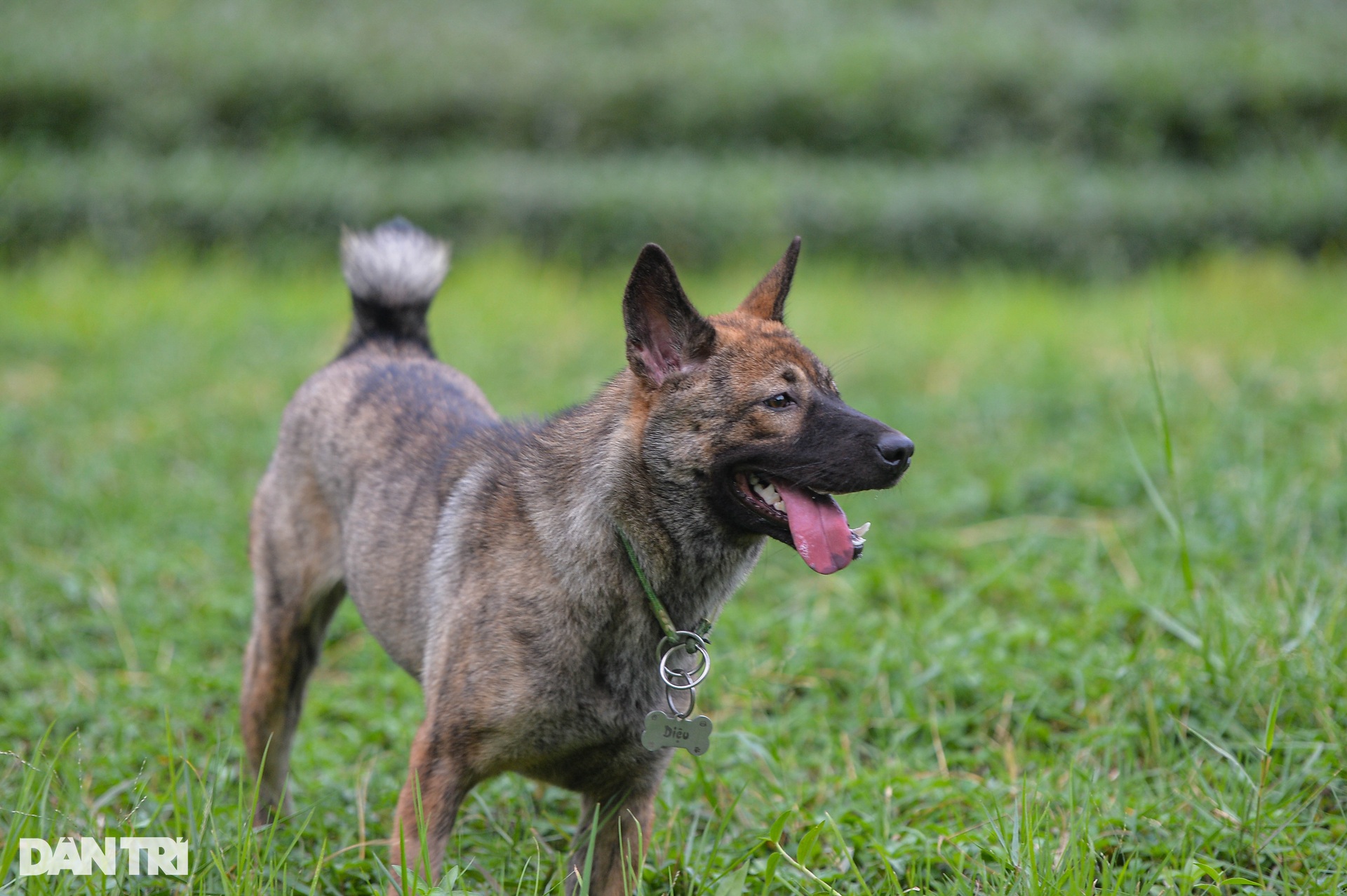 Chó thả rông, không rọ mõm tung tăng khắp các công viên ở Hà Nội-8