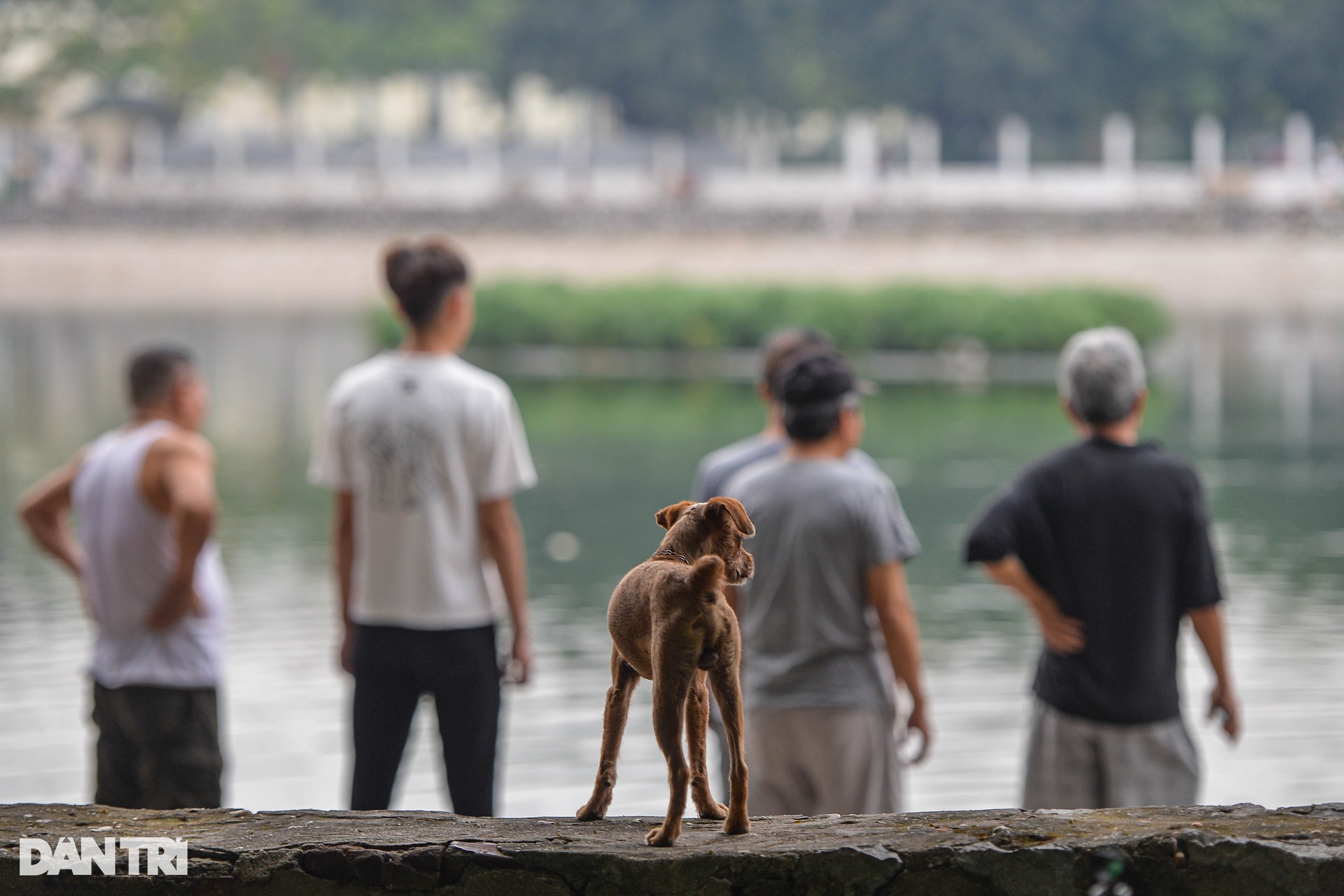 Chó thả rông, không rọ mõm tung tăng khắp các công viên ở Hà Nội-9