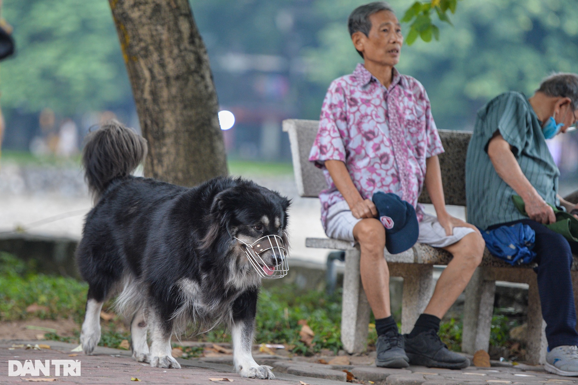 Chó thả rông, không rọ mõm tung tăng khắp các công viên ở Hà Nội-12