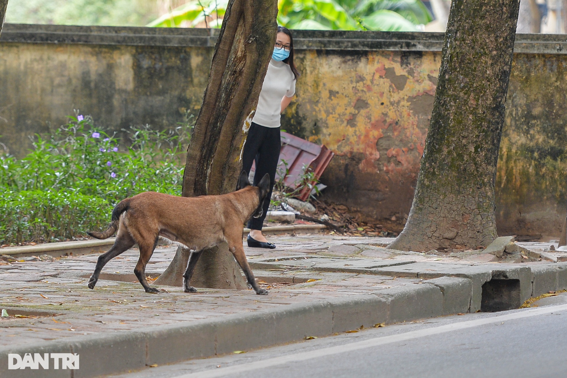 Chó thả rông, không rọ mõm tung tăng khắp các công viên ở Hà Nội-14