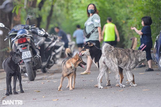 Chó thả rông, không rọ mõm tung tăng khắp các công viên ở Hà Nội