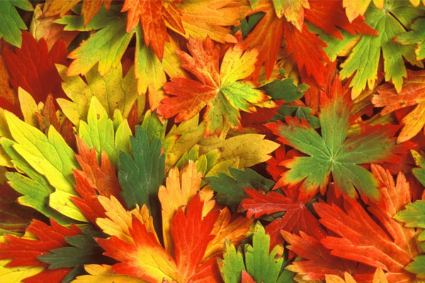 Dũng cảm đối mặt: 3 con giáp vượt mọi thách thức, từ giữa tháng 9 Âm lịch hốt bạc, hứng vàng-4