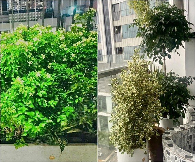 Vợ Đại úy của NSND Tự Long khoe góc ban công đầy ắp sắc hoa, treo đàn cực đáng yêu-4