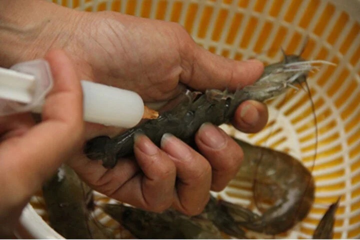 Signs of shrimp contaminated with impurities-1