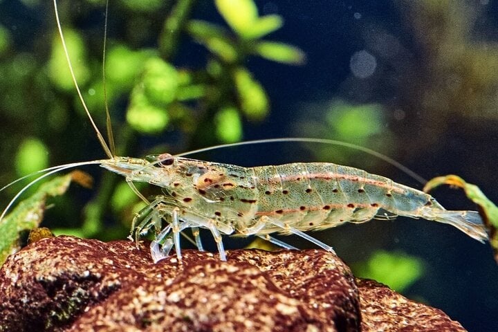 Signs of shrimp contaminated with impurities-2