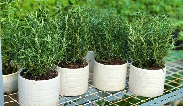 5 loại cây cảnh thần dược vừa đẹp lại chữa được bệnh vặt nên trồng tại nhà-1