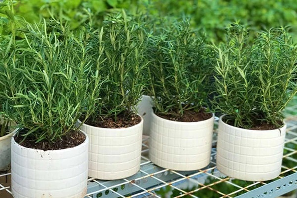 Người xưa nói: Cây cảnh này nở hoa, điềm lành đang đến, phúc lớn sắp về, làm thế nào để cây nở hoa?-9
