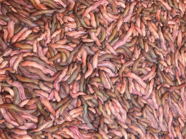 Lộc trời” nhìn như con giun vào mùa, giá rẻ hơn năm ngoái vẫn tiêu thụ chậm-1