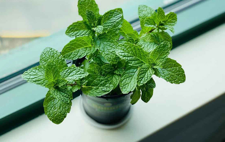 Những cách đuổi côn trùng rất nhanh cho nhà luôn sạch bóng-1