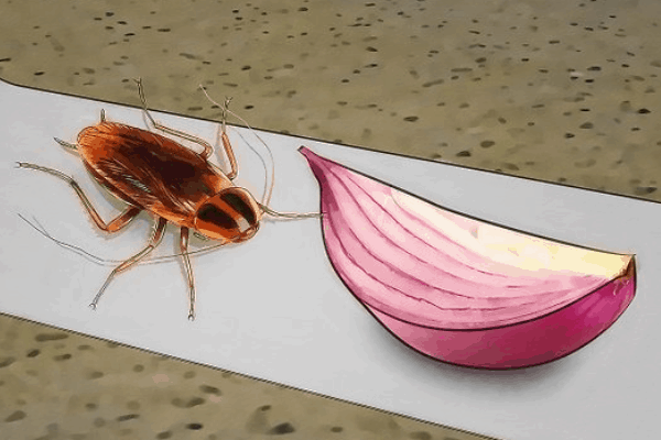 Những cách đuổi côn trùng rất nhanh cho nhà luôn sạch bóng