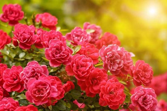 Tử vi ngày 27/10/2023: Tuổi Dần hợp tác trôi chảy, tuổi Mùi tài lộc tăng tiến