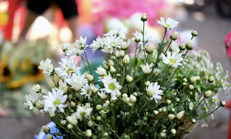 Hà Nội: Loại hoa đặc sản mùa thu” có giá 100 nghìn đồng/bó, dân buôn tranh mua-4