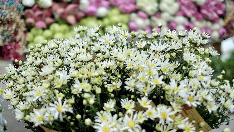 Hà Nội: Loại hoa đặc sản mùa thu” có giá 100 nghìn đồng/bó, dân buôn tranh mua-5