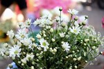 Loại hoa đặc trưng ở Pháp bỗng có giá rẻ bất ngờ, chỉ từ 39.000 đồng/bó-4