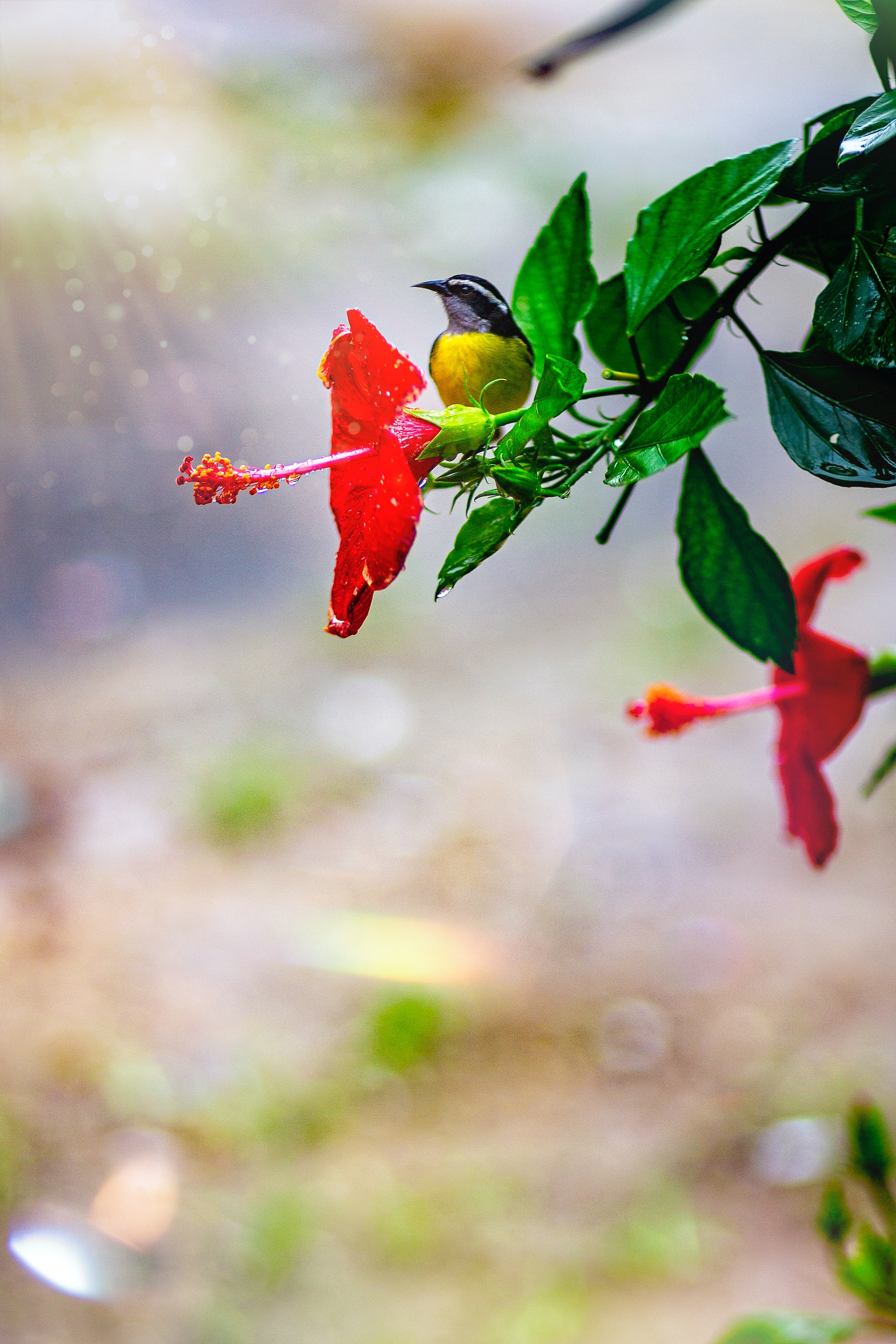 Thời đến không cản nổi: 4 con giáp đón tình yêu rực rỡ, tiền tài dư dả trong tháng 11-3