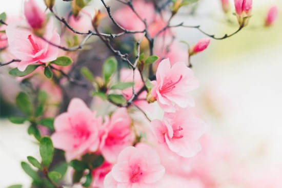 Thời đến không cản nổi: 4 con giáp đón tình yêu rực rỡ, tiền tài dư dả trong tháng 11