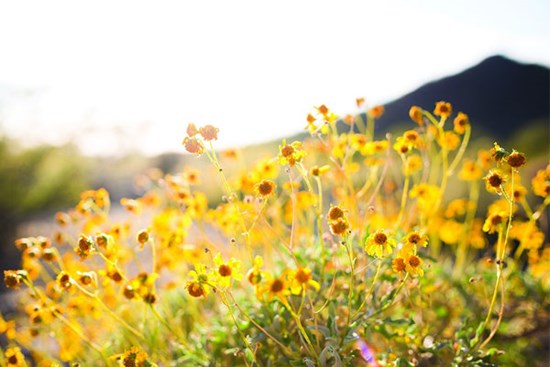 Tử vi ngày 28/10/2023: Tuổi Ngọ đỡ vất vả hơn, tuổi Hợi sự nghiệp may mắn