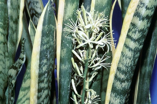 7 cách để tạo ra nhiều không gian hơn cho căn nhà-8