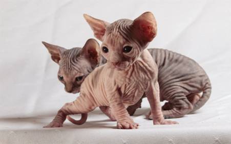 Cận cảnh loài mèo xấu nhất thế giới, giá hàng trăm triệu đồng-1