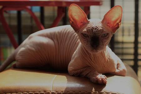 Cận cảnh loài mèo xấu nhất thế giới, giá hàng trăm triệu đồng-3