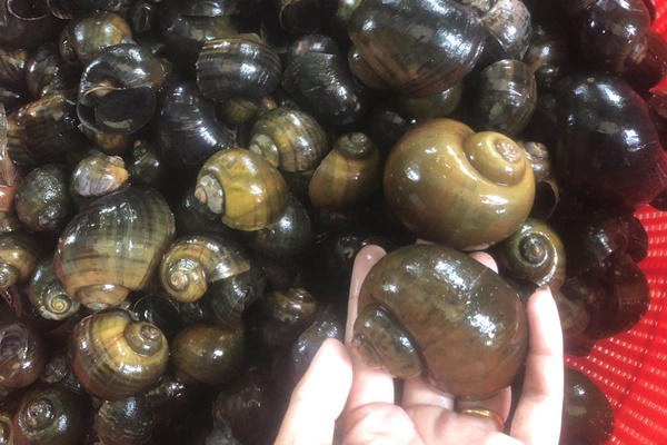 Dân đua nhau mua loại cá chỉ bé bằng đầu đũa, tiểu thương ngày bán vài tạ-3