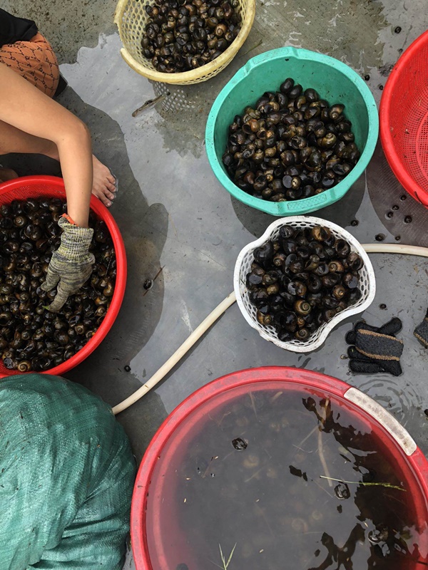 Loài vật tưởng không giá trị, nay được lùng mua giá cao lên đến 70.000 đồng/kg-1