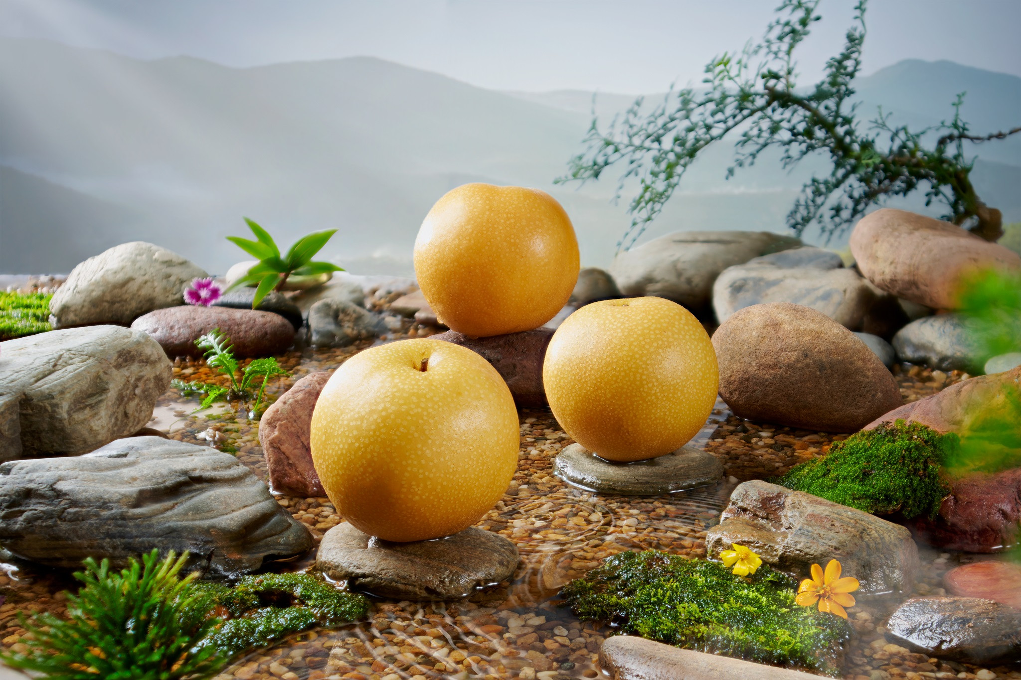 Lê khổng lồ giá 800.000 đồng/trái ở thiên đường suối nước nóng Nhật Bản-1