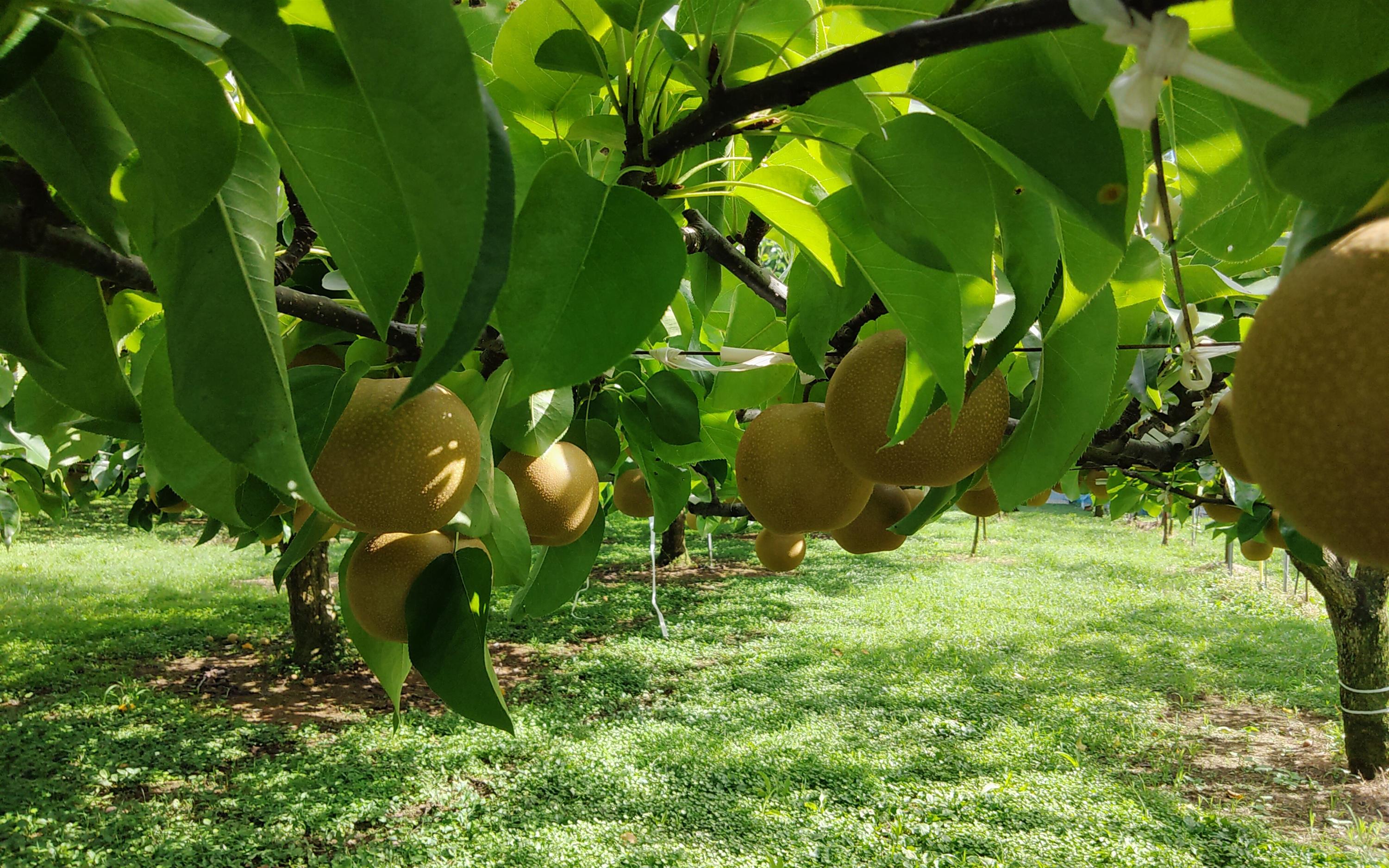 Lê khổng lồ giá 800.000 đồng/trái ở thiên đường suối nước nóng Nhật Bản-2