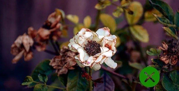 Người xưa dặn, những thứ này tuyệt đối không được xuất hiện ở ban công, nhà bạn có thứ gì không?-3