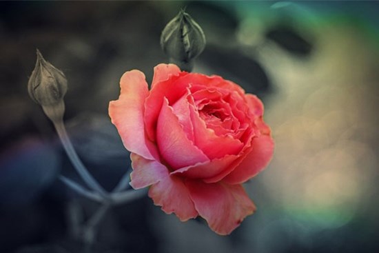 Năng nhặt chặt bị, 3 con giáp vận số đỏ rực, đếm tiền mỏi tay trong hai tháng cuối năm 2023