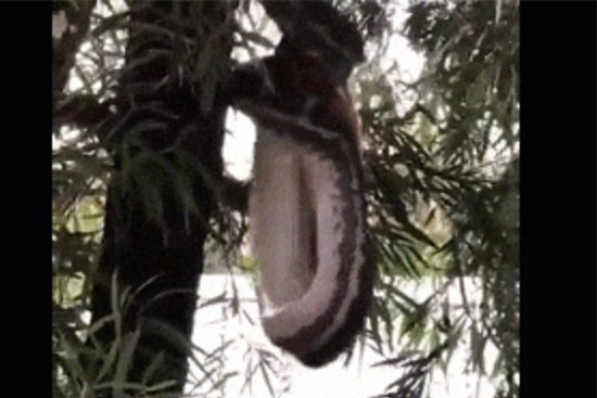 Bắt gặp cảnh tượng nổi da gà, người đàn ông lập tức quay lại clip